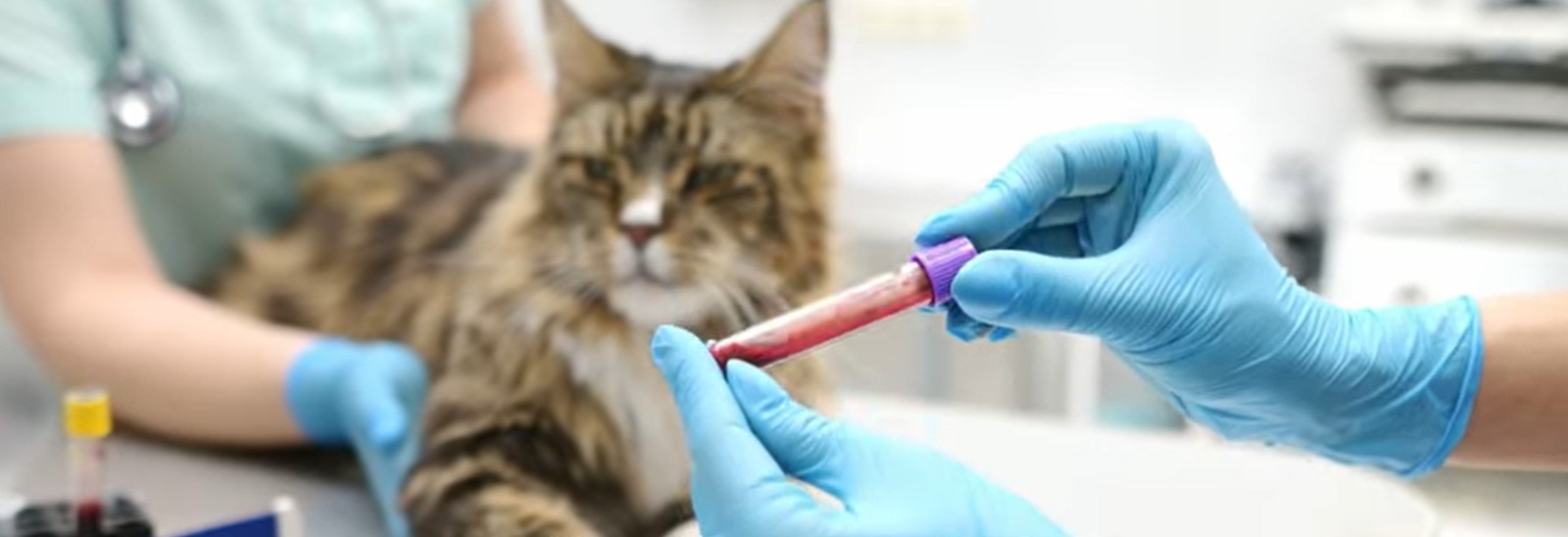 Comprehensive Pet Blood Testing